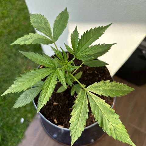 LA MACHOTA growlog timeline photo