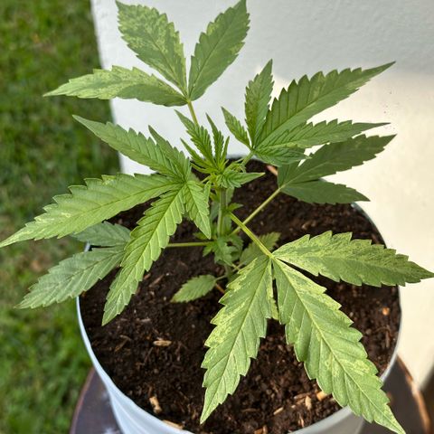 LA MACHOTA growlog timeline photo