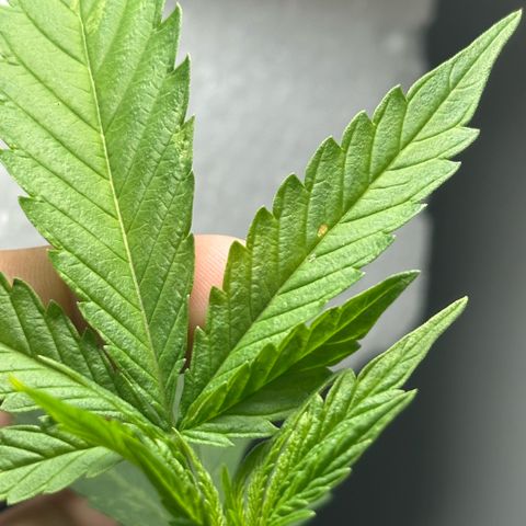 LA MACHOTA growlog timeline photo