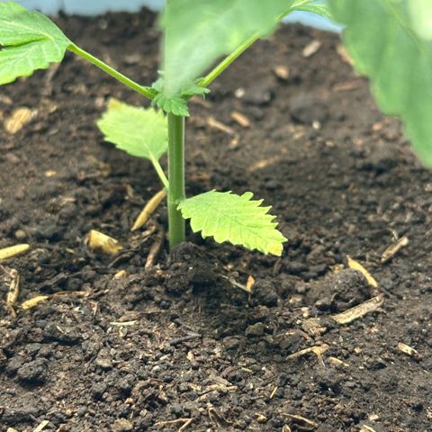 LA MACHOTA growlog timeline photo