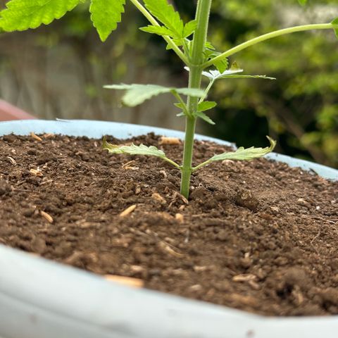 LA MACHOTA growlog photo: Hoy detecté varias cosas
Primero: manchas en las hojas (de momento nada que preocuparse)
Segundo: Las primeras hojas cerradas de una punta ya están dando su última carga (se ven las puntas amarillas y hacia arriba)
Tercero: De 2 días para acá, cada vez que hago el cambio al led indoor la planta como que se cae, quiero creer que es la temperatura, bueno, ya eso está resuelto vamos a ver si cambia 