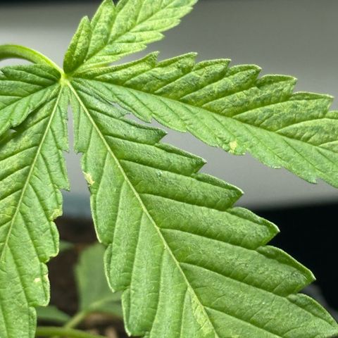 LA MACHOTA growlog photo: Hoy detecté varias cosas
Primero: manchas en las hojas (de momento nada que preocuparse)
Segundo: Las primeras hojas cerradas de una punta ya están dando su última carga (se ven las puntas amarillas y hacia arriba)
Tercero: De 2 días para acá, cada vez que hago el cambio al led indoor la planta como que se cae, quiero creer que es la temperatura, bueno, ya eso está resuelto vamos a ver si cambia 