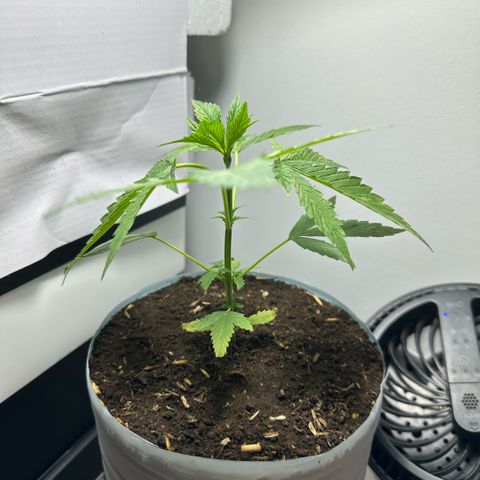LA MACHOTA growlog photo: Hoy detecté varias cosas
Primero: manchas en las hojas (de momento nada que preocuparse)
Segundo: Las primeras hojas cerradas de una punta ya están dando su última carga (se ven las puntas amarillas y hacia arriba)
Tercero: De 2 días para acá, cada vez que hago el cambio al led indoor la planta como que se cae, quiero creer que es la temperatura, bueno, ya eso está resuelto vamos a ver si cambia 
