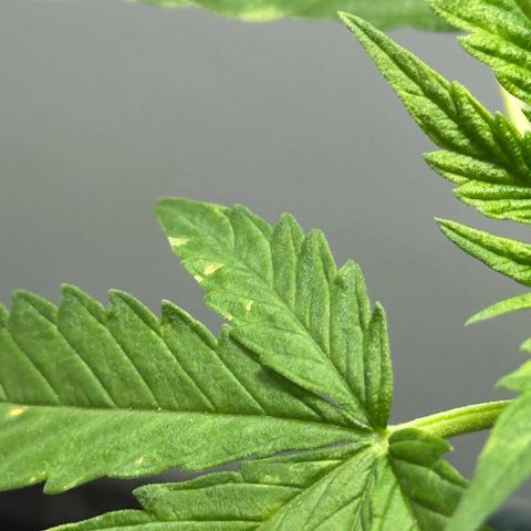 LA MACHOTA growlog photo: Hoy detecté varias cosas
Primero: manchas en las hojas (de momento nada que preocuparse)
Segundo: Las primeras hojas cerradas de una punta ya están dando su última carga (se ven las puntas amarillas y hacia arriba)
Tercero: De 2 días para acá, cada vez que hago el cambio al led indoor la planta como que se cae, quiero creer que es la temperatura, bueno, ya eso está resuelto vamos a ver si cambia 
