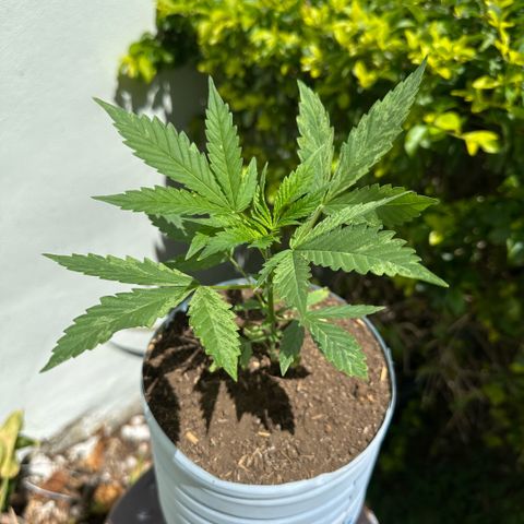 LA MACHOTA growlog timeline photo