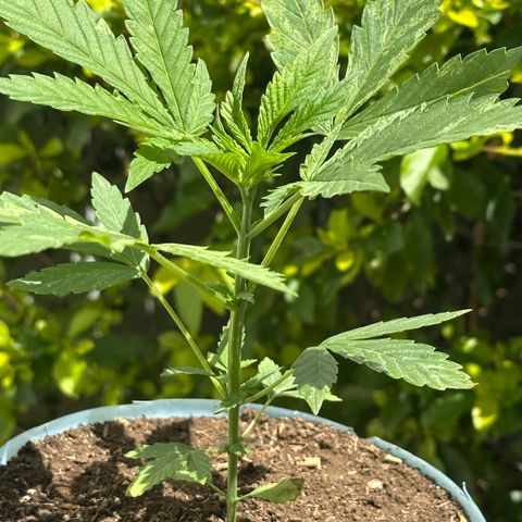 LA MACHOTA growlog timeline photo