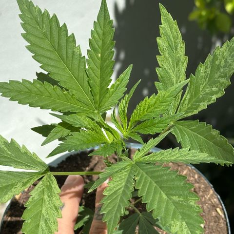 LA MACHOTA growlog timeline photo
