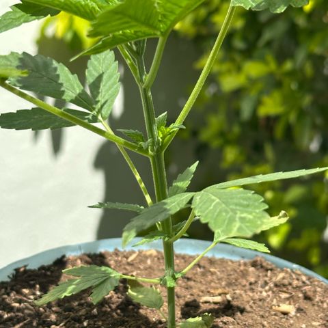 LA MACHOTA growlog timeline photo