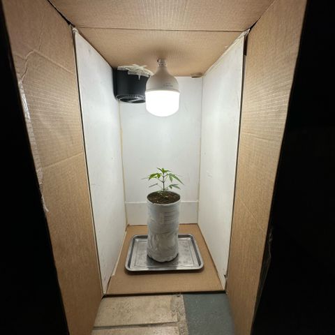 LA MACHOTA growlog timeline photo