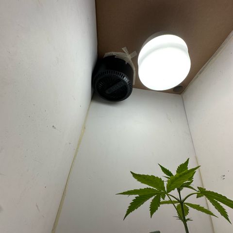 LA MACHOTA growlog timeline photo