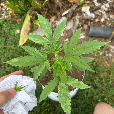 LA MACHOTA growlog timeline photo