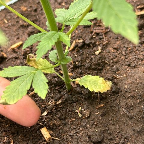 LA MACHOTA growlog timeline photo