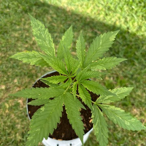 LA MACHOTA growlog timeline photo