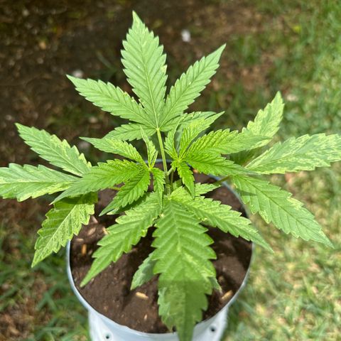 LA MACHOTA growlog timeline photo