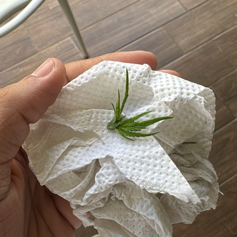 LA MACHOTA growlog timeline photo