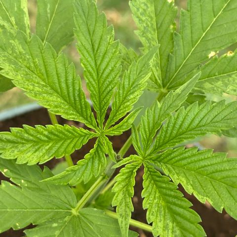 LA MACHOTA growlog timeline photo