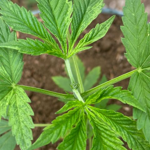 LA MACHOTA growlog timeline photo