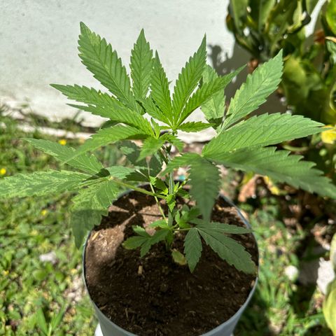 LA MACHOTA growlog timeline photo