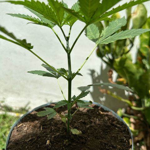 LA MACHOTA growlog timeline photo