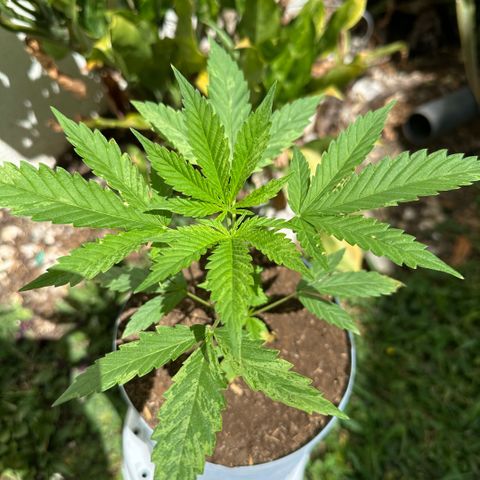 LA MACHOTA growlog timeline photo