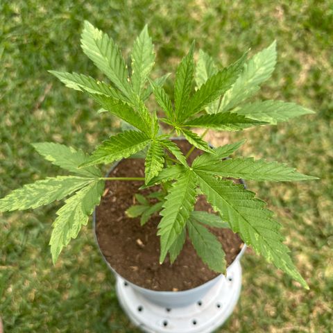 LA MACHOTA growlog timeline photo