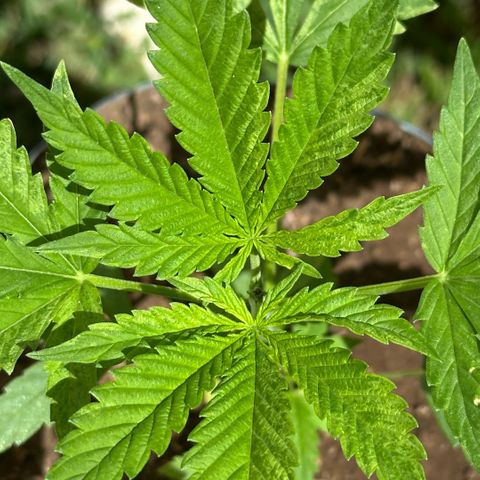 LA MACHOTA growlog timeline photo