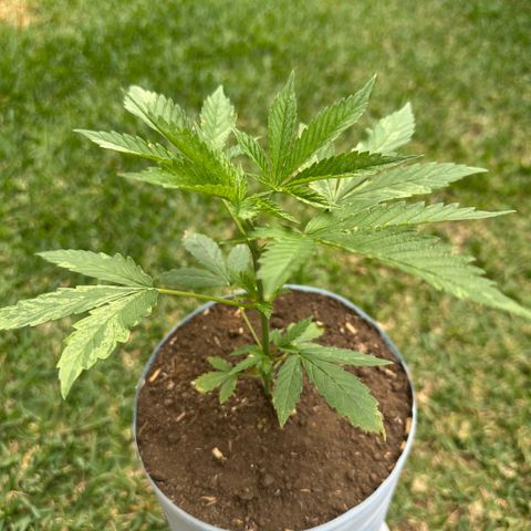 LA MACHOTA growlog timeline photo
