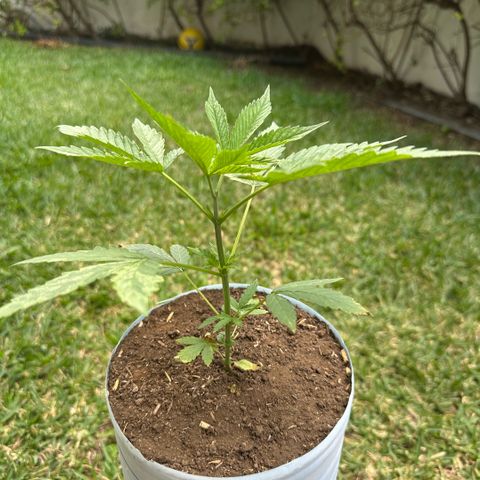 LA MACHOTA growlog timeline photo