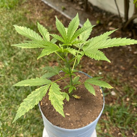 LA MACHOTA growlog timeline photo