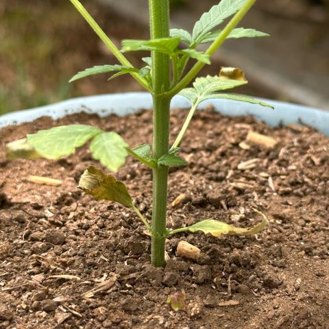 LA MACHOTA growlog timeline photo