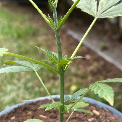 LA MACHOTA growlog timeline photo