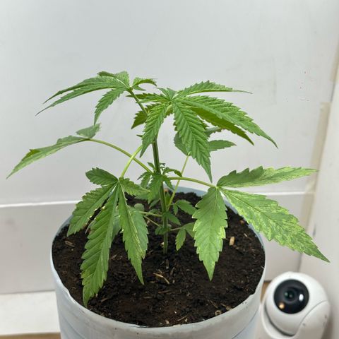 LA MACHOTA growlog timeline photo