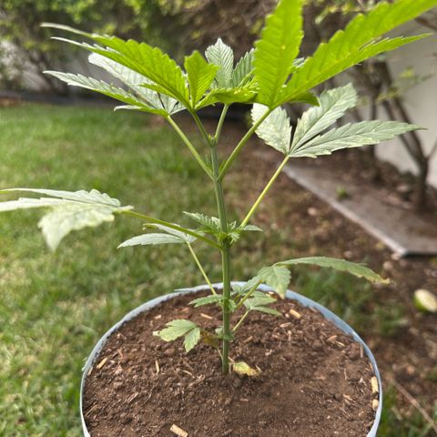 LA MACHOTA growlog timeline photo