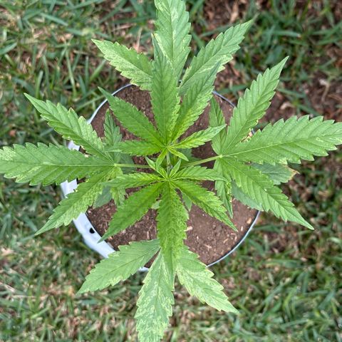 LA MACHOTA growlog timeline photo