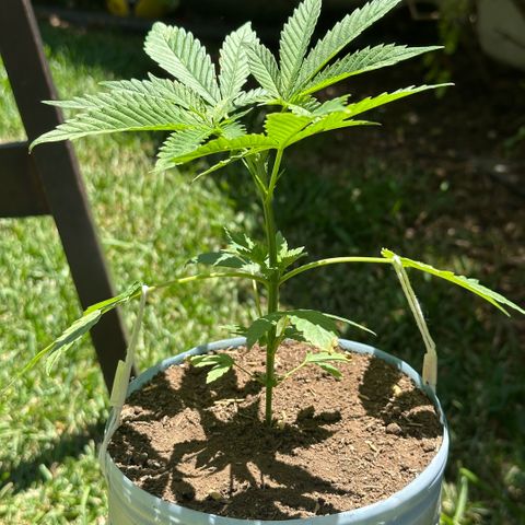 LA MACHOTA growlog timeline photo