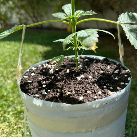 LA MACHOTA growlog photo: Le hice una capa superficial de humus de lombriz + perlita 