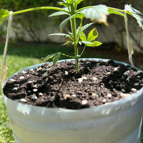 LA MACHOTA growlog photo: Le hice una capa superficial de humus de lombriz + perlita 