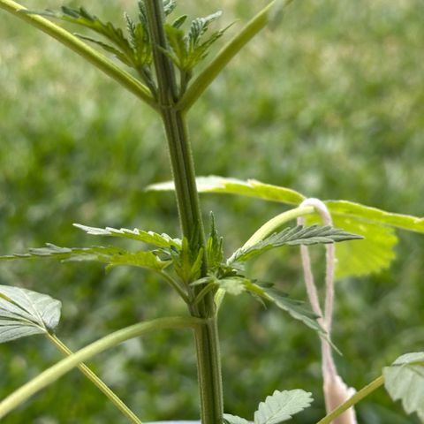LA MACHOTA growlog timeline photo