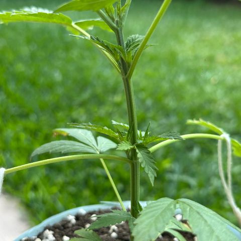 LA MACHOTA growlog timeline photo
