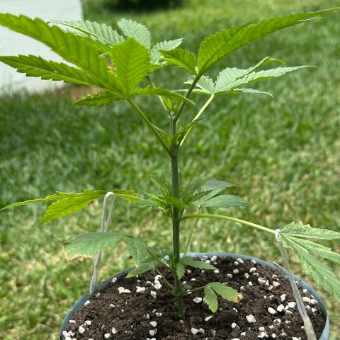 LA MACHOTA growlog timeline photo