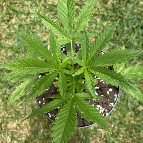 LA MACHOTA growlog timeline photo