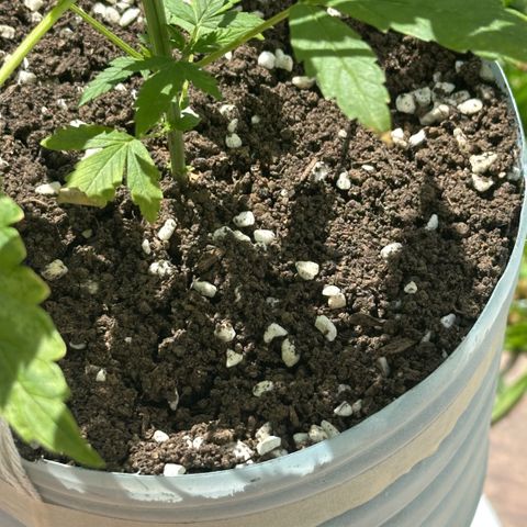 LA MACHOTA growlog timeline photo