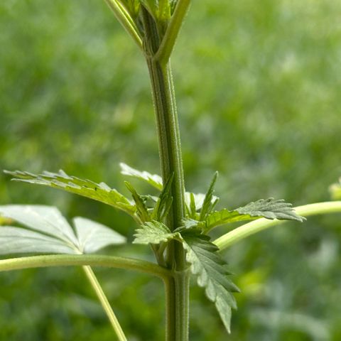 LA MACHOTA growlog timeline photo