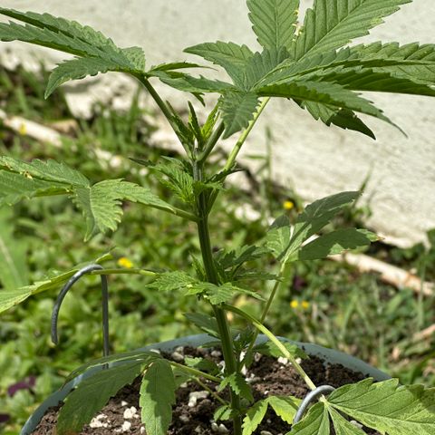 LA MACHOTA growlog timeline photo