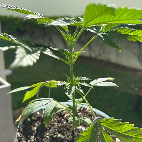 LA MACHOTA growlog timeline photo