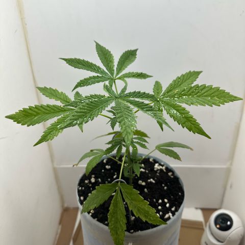LA MACHOTA growlog timeline photo