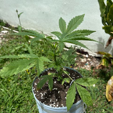 LA MACHOTA growlog timeline photo