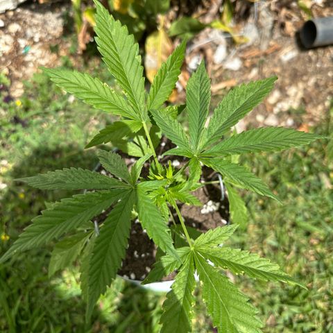 LA MACHOTA growlog timeline photo