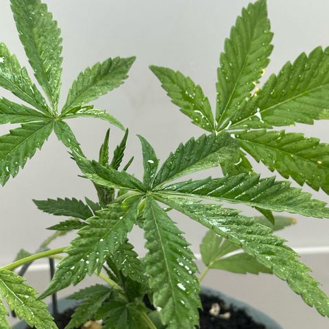 LA MACHOTA growlog timeline photo