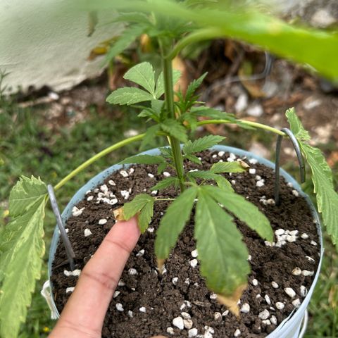 LA MACHOTA growlog timeline photo